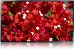 Monitor Samsung SMART Signage ME40B (LH40MEBPLGC/EN)